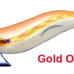 EGISTA normal gold orange GOE