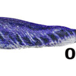 Silicon Soft Squid 7CM C08