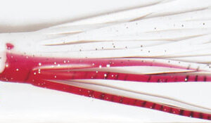 Καλαμάρια 20016-075