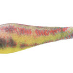 SOFT REAL FISH 1.5 lumbrak