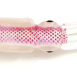 Καλαμάρια 10035-07