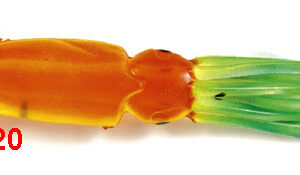 Καλαμάρια 10035-20